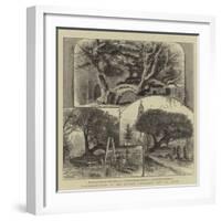 Transplantation of the Ancient Buckland Yew at Dover-William Henry James Boot-Framed Giclee Print