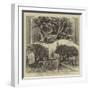 Transplantation of the Ancient Buckland Yew at Dover-William Henry James Boot-Framed Giclee Print