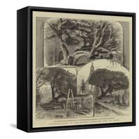 Transplantation of the Ancient Buckland Yew at Dover-William Henry James Boot-Framed Stretched Canvas