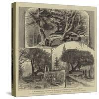 Transplantation of the Ancient Buckland Yew at Dover-William Henry James Boot-Stretched Canvas