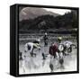 Transplanting Rice in a Paddy Field, Japan, 1904-Underwood & Underwood-Framed Stretched Canvas