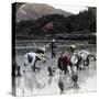 Transplanting Rice in a Paddy Field, Japan, 1904-Underwood & Underwood-Stretched Canvas