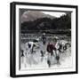 Transplanting Rice in a Paddy Field, Japan, 1904-Underwood & Underwood-Framed Photographic Print