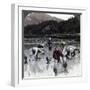 Transplanting Rice in a Paddy Field, Japan, 1904-Underwood & Underwood-Framed Photographic Print