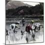 Transplanting Rice in a Paddy Field, Japan, 1904-Underwood & Underwood-Mounted Photographic Print