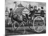 Transport, by Ostrich-null-Mounted Art Print