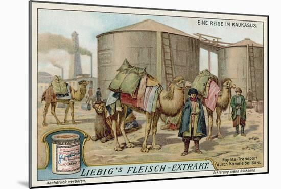 Transporting Naptha by Camel at Baku-null-Mounted Giclee Print