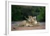 Transvaal Lion (Panthera leo krugeri) adult female and cub, Kalahari Desert-Jurgen & Christine Sohns-Framed Photographic Print