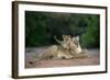 Transvaal Lion (Panthera leo krugeri) adult female and cub, Kalahari Desert-Jurgen & Christine Sohns-Framed Photographic Print