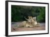 Transvaal Lion (Panthera leo krugeri) adult female and cub, Kalahari Desert-Jurgen & Christine Sohns-Framed Photographic Print