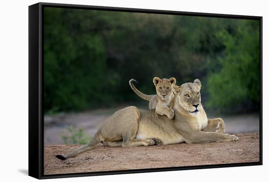Transvaal Lion (Panthera leo krugeri) adult female and cub, Kalahari Desert-Jurgen & Christine Sohns-Framed Stretched Canvas