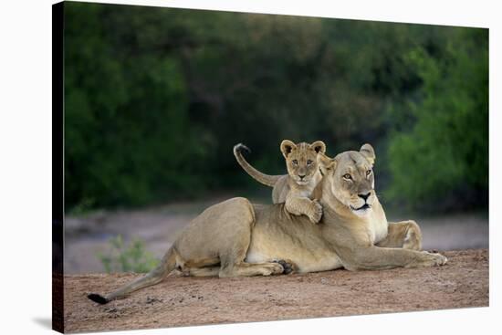 Transvaal Lion (Panthera leo krugeri) adult female and cub, Kalahari Desert-Jurgen & Christine Sohns-Stretched Canvas