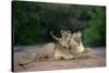 Transvaal Lion (Panthera leo krugeri) adult female and cub, Kalahari Desert-Jurgen & Christine Sohns-Stretched Canvas
