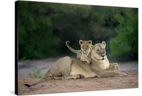Transvaal Lion (Panthera leo krugeri) adult female and cub, Kalahari Desert-Jurgen & Christine Sohns-Stretched Canvas