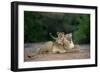 Transvaal Lion (Panthera leo krugeri) adult female and cub, Kalahari Desert-Jurgen & Christine Sohns-Framed Photographic Print