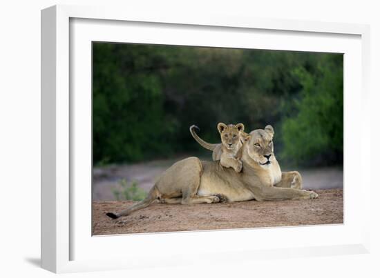 Transvaal Lion (Panthera leo krugeri) adult female and cub, Kalahari Desert-Jurgen & Christine Sohns-Framed Photographic Print