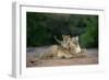 Transvaal Lion (Panthera leo krugeri) adult female and cub, Kalahari Desert-Jurgen & Christine Sohns-Framed Photographic Print