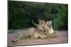 Transvaal Lion (Panthera leo krugeri) adult female and cub, Kalahari Desert-Jurgen & Christine Sohns-Mounted Photographic Print