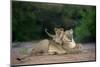 Transvaal Lion (Panthera leo krugeri) adult female and cub, Kalahari Desert-Jurgen & Christine Sohns-Mounted Photographic Print