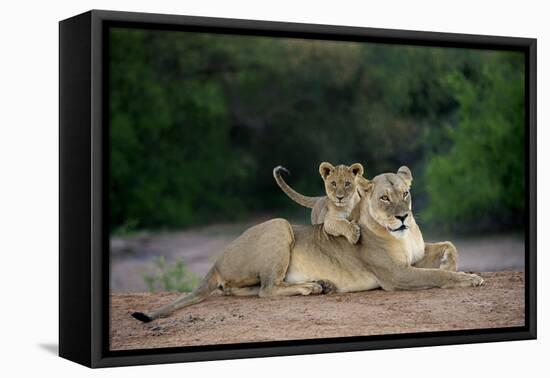 Transvaal Lion (Panthera leo krugeri) adult female and cub, Kalahari Desert-Jurgen & Christine Sohns-Framed Stretched Canvas