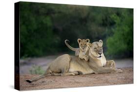 Transvaal Lion (Panthera leo krugeri) adult female and cub, Kalahari Desert-Jurgen & Christine Sohns-Stretched Canvas