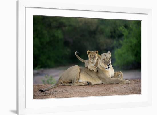 Transvaal Lion (Panthera leo krugeri) adult female and cub, Kalahari Desert-Jurgen & Christine Sohns-Framed Photographic Print