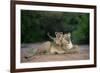 Transvaal Lion (Panthera leo krugeri) adult female and cub, Kalahari Desert-Jurgen & Christine Sohns-Framed Photographic Print