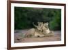 Transvaal Lion (Panthera leo krugeri) adult female and cub, Kalahari Desert-Jurgen & Christine Sohns-Framed Photographic Print