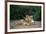 Transvaal Lion (Panthera leo krugeri) adult female and cub, Kalahari Desert-Jurgen & Christine Sohns-Framed Photographic Print