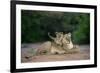 Transvaal Lion (Panthera leo krugeri) adult female and cub, Kalahari Desert-Jurgen & Christine Sohns-Framed Photographic Print