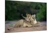 Transvaal Lion (Panthera leo krugeri) adult female and cub, Kalahari Desert-Jurgen & Christine Sohns-Mounted Photographic Print