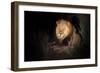 Transvaal Lion (Panthera leo krugeri) adult male, resting in semi-desert at night, Kalahari Desert-Jurgen & Christine Sohns-Framed Photographic Print