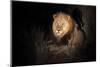 Transvaal Lion (Panthera leo krugeri) adult male, resting in semi-desert at night, Kalahari Desert-Jurgen & Christine Sohns-Mounted Photographic Print