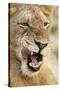 Transvaal Lion (Panthera leo krugeri) immature male, close-up of head, Timbavati Game Reserve-Ignacio Yufera-Stretched Canvas