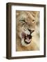 Transvaal Lion (Panthera leo krugeri) immature male, close-up of head, Timbavati Game Reserve-Ignacio Yufera-Framed Photographic Print