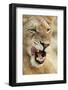 Transvaal Lion (Panthera leo krugeri) immature male, close-up of head, Timbavati Game Reserve-Ignacio Yufera-Framed Photographic Print