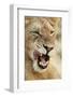 Transvaal Lion (Panthera leo krugeri) immature male, close-up of head, Timbavati Game Reserve-Ignacio Yufera-Framed Photographic Print