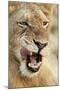 Transvaal Lion (Panthera leo krugeri) immature male, close-up of head, Timbavati Game Reserve-Ignacio Yufera-Mounted Photographic Print
