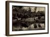 Transvaal Südafrika, in the Game Reserve, Herde Am Ufer-null-Framed Giclee Print