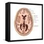 Transverse Section of the Brain-Evan Oto-Framed Stretched Canvas