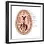 Transverse Section of the Brain-Evan Oto-Framed Art Print