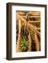 Trap-jaw ant portrait, Wayqecha, Peru-Emanuele Biggi-Framed Photographic Print