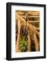 Trap-jaw ant portrait, Wayqecha, Peru-Emanuele Biggi-Framed Photographic Print