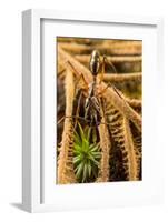 Trap-jaw ant portrait, Wayqecha, Peru-Emanuele Biggi-Framed Photographic Print