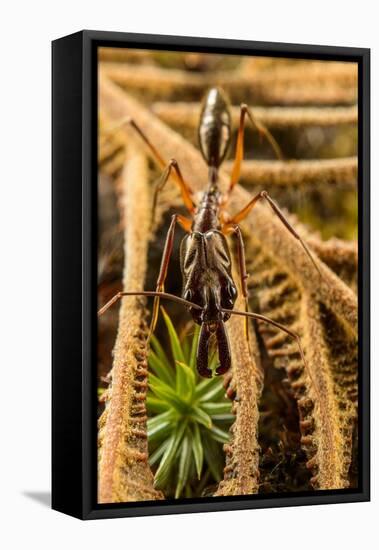 Trap-jaw ant portrait, Wayqecha, Peru-Emanuele Biggi-Framed Stretched Canvas