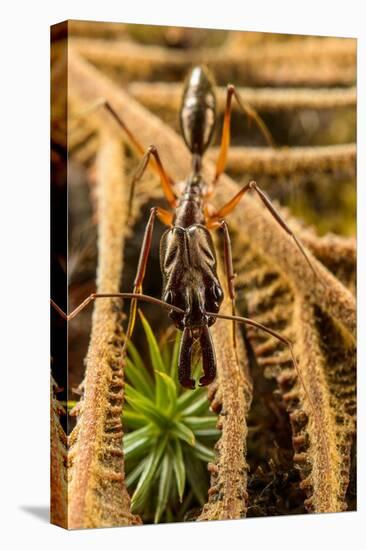 Trap-jaw ant portrait, Wayqecha, Peru-Emanuele Biggi-Stretched Canvas