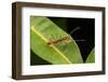 Trap-jaw ant with mandibles open, Peru-Emanuele Biggi-Framed Photographic Print