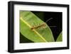 Trap-jaw ant with mandibles open, Peru-Emanuele Biggi-Framed Photographic Print