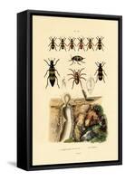 Trapdoor Spider, 1833-39-null-Framed Stretched Canvas