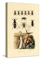 Trapdoor Spider, 1833-39-null-Stretched Canvas